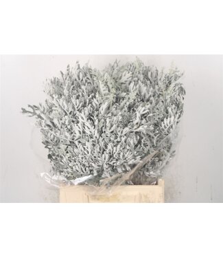 Florimo Fresh Flowers Senecio Maritima Per Bunch ( x 5 )