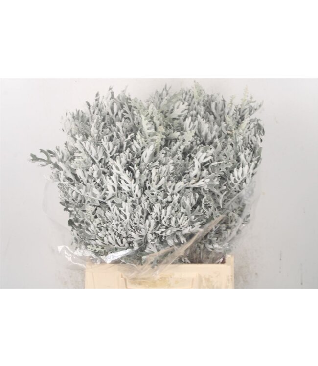 Senecio Maritima Per Bunch ( x 5 )