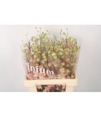 Florimo Fresh Flowers Delph El Dewi Princess Caroline Peach ( x 10 ) Florimo Fresh Flowers Delph El Dewi Princess Caroline Peach ( x 10 )