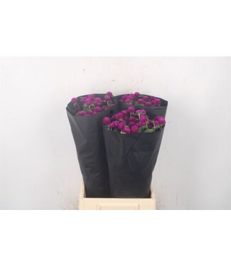 Florimo Fresh Flowers Gomph Gl Purple ( x 30 ) Florimo Fresh Flowers Gomph Gl Purple ( x 30 )