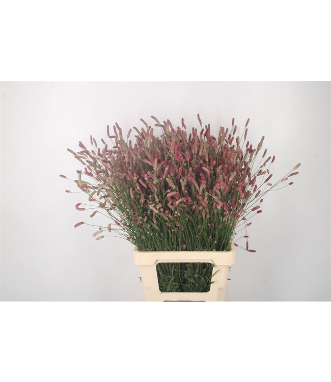 Sanguisorba O Pink Tanna ( x 10 )