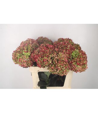 Florimo Fresh Flowers Hydr M Mag L M Fi Cl ( x 10 ) Florimo Fresh Flowers Hydr M Mag L M Fi Cl ( x 10 )