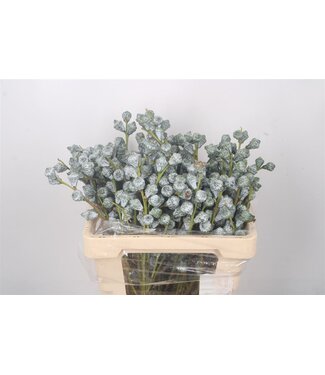 Florimo Fresh Flowers Euc Boule Per Bunch ( x 5 ) Florimo Fresh Flowers Euc Boule Per Bunch ( x 5 )
