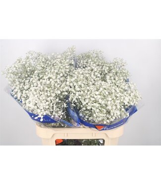 Florimo Fresh Flowers Gyps Pa Xlence Ex ( x 25 ) Florimo Fresh Flowers Gyps Pa Xlence Ex ( x 25 )