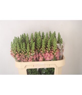 Florimo Fresh Flowers Antirrhinum Nl. Pink Opus fresh flowers | Length 75 centimeters | Per 10 flowers
