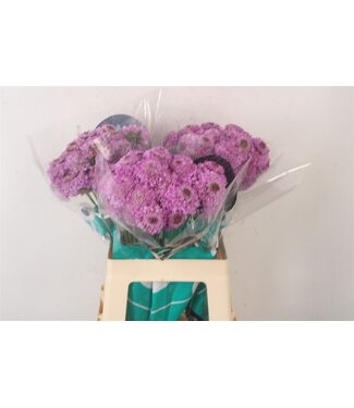 Florimo Fresh Flowers Scabiosa Saura ( x 25 ) Florimo Fresh Flowers Scabiosa Saura ( x 25 )