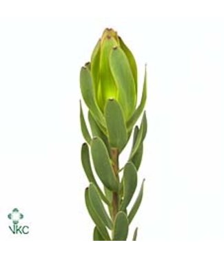 Florimo Fresh Flowers Leucad Laurel Yellow Ex Nut ( x 10 ) Florimo Fresh Flowers Leucad Laurel Yellow Ex Nut ( x 10 )