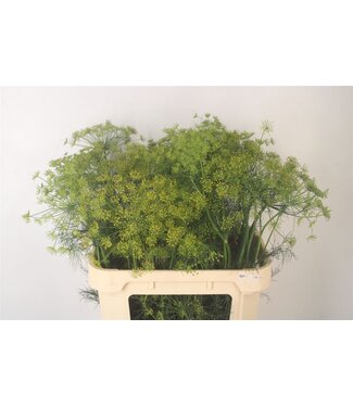 Florimo Fresh Flowers Anethum Graveolens | Länge 80 Zentimeter | Pro 25 Blumen