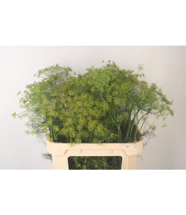 Anethum Graveolens | Length 80 centimeters | Available to order per 25 flowers
