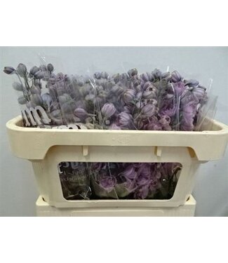 Florimo Fresh Flowers Delph El Dewi Melody Pink ( x 10 ) Florimo Fresh Flowers Delph El Dewi Melody Pink ( x 10 )