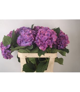 Florimo Fresh Flowers Hydr M Beau Calyp Pa ( x 10 ) Florimo Fresh Flowers Hydr M Beau Calyp Pa ( x 10 )