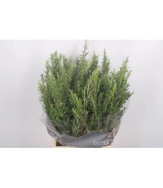 Florimo Fresh Flowers Photinia Berry Green Per Bunch ( x 5 ) Florimo Fresh Flowers Photinia Berry Green Per Bunch ( x 5 )
