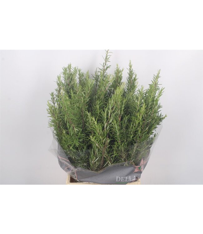 Photinia Berry Green Per Bunch ( x 5 )