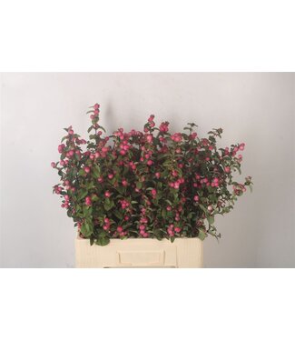 Florimo Fresh Flowers Sympho Mag Temptation ( x 10 ) Florimo Fresh Flowers Sympho Mag Temptation ( x 10 )