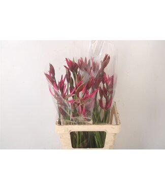 Florimo Fresh Flowers Ne Bowdenii Ov ( x 25 ) Florimo Fresh Flowers Ne Bowdenii Ov ( x 25 )