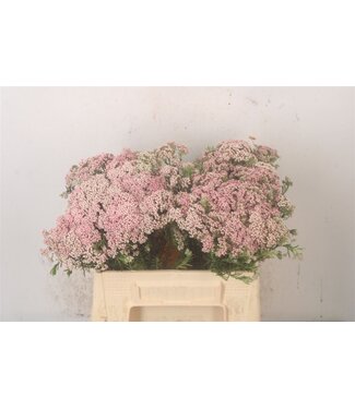 Florimo Fresh Flowers Ozoth Cooks Tall Pink ( x 50 ) Florimo Fresh Flowers Ozoth Cooks Tall Pink ( x 50 )