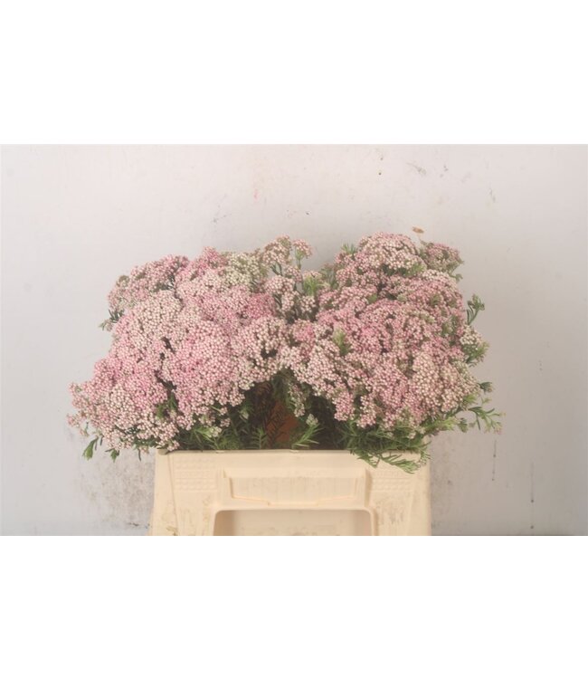 Ozoth Cooks Tall Pink ( x 50 )