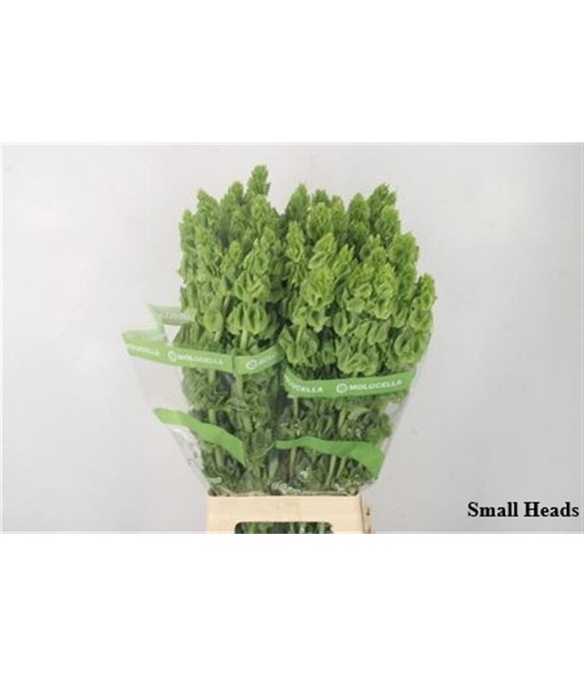 Moluccella Stuk Small Heads ( x 10 )
