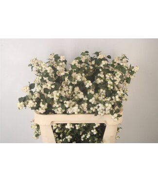 Florimo Fresh Flowers Sympho Mag Milky Way Ex ( x 10 ) Florimo Fresh Flowers Sympho Mag Milky Way Ex ( x 10 )