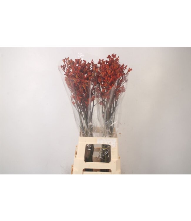 Anigozanthos Golden Girl Schnittblumen | Länge 80 Zentimeter | Pro 80 Blumen zu bestellen