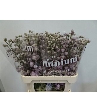 Florimo Fresh Flowers Delph El Dewi Flamingo Pink ( x 10 ) Florimo Fresh Flowers Delph El Dewi Flamingo Pink ( x 10 )