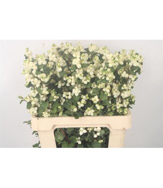 Florimo Fresh Flowers Sympho Mag Lemon Lime ( x 10 ) Florimo Fresh Flowers Sympho Mag Lemon Lime ( x 10 )