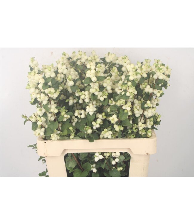 Sympho Mag Lemon Lime ( x 10 )