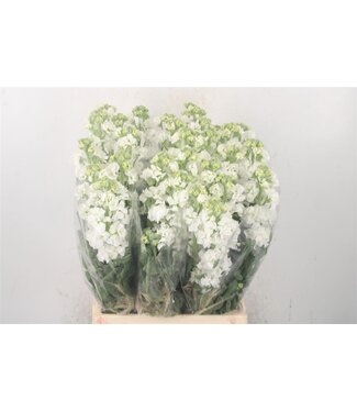 Florimo Fresh Flowers Frische Levkojen | Matthiola Incana Weiß | Länge ± 60 Zentimeter | Pro 10 Blumen