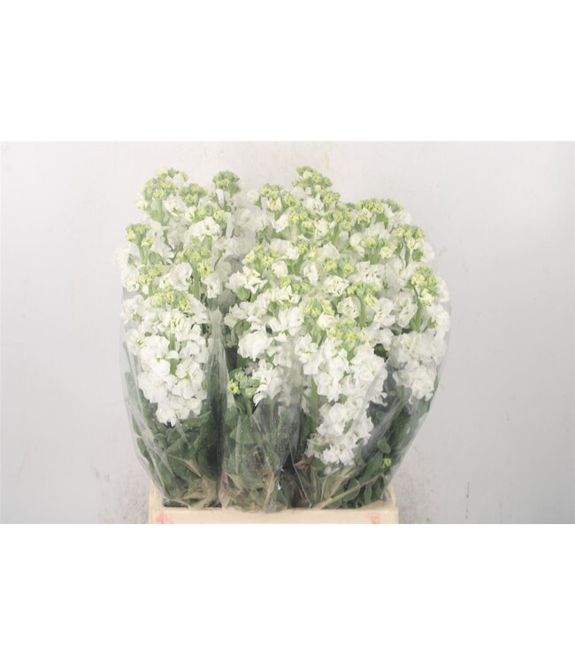 Frische Levkojen | Matthiola Incana Weiß | Länge ± 60 Zentimeter | Pro 10 Blumen bestellbar