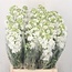 Fresh Stocks | Matthiola Incana Premium White | Length ± 65 centimeters | Available to order per 10 flowers
