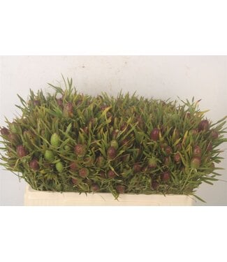 Florimo Fresh Flowers Kaaps Strictum Cone ( x 10 ) Florimo Fresh Flowers Kaaps Strictum Cone ( x 10 )