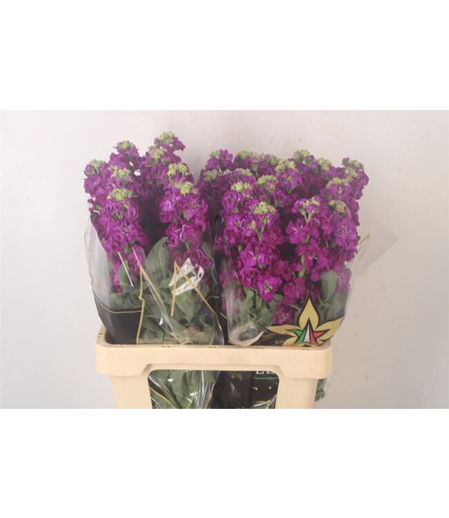 Lila Levkojen | Matthiola Incana Premium Purple | Länge ± 65 Zentimeter | Pro 10 Blumen zu bestellen