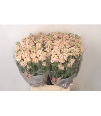 Florimo Fresh Flowers Vers Violette | Matthiola Incana Apricot | Länge ± 55 Zentimeter | Pro 10 Blumen