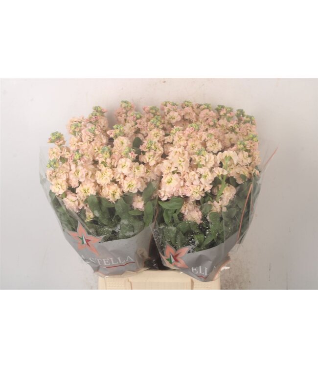 Verse Violieren | Matthiola Incana Apricot | Lengte ± 55 centimeter  | Per 10 bloemen te bestellen