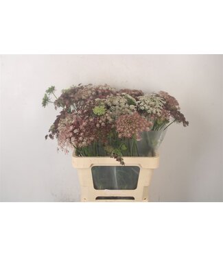 Florimo Fresh Flowers Daucus Carota Dara ( x 10 ) Florimo Fresh Flowers Daucus Carota Dara ( x 10 )