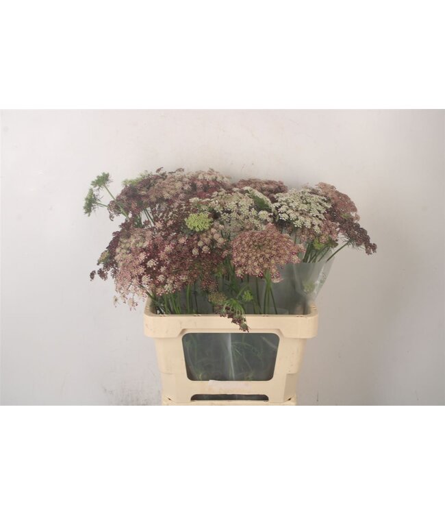 Daucus Carota Dara ( x 10 )
