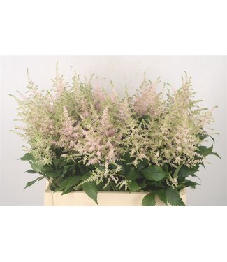 Florimo Fresh Flowers Astilbe Europa Light Pink verse bloemen | Lengte 60 centimeter | Per 10 bloemen