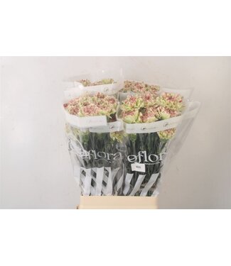 Florimo Fresh Flowers Di St Mochi ( x 20 )