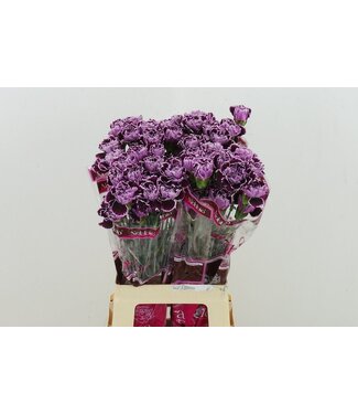Florimo Fresh Flowers Di St Nobbio Crochet ( x 20 )
