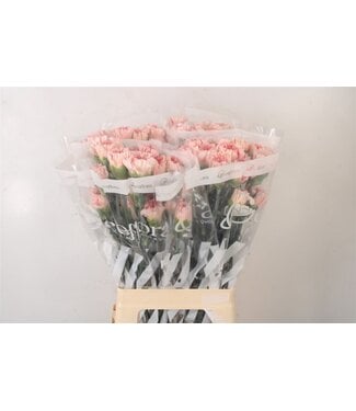 Florimo Fresh Flowers Di St Pastel Crimea ( x 20 )