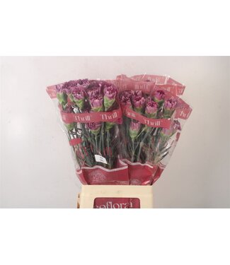 Florimo Fresh Flowers Di St Wild Thrill ( x 20 )