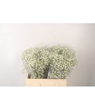 Florimo Fresh Flowers Gyps Pa Xlence In Doos ( x 25 )