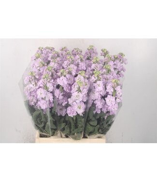 Frische Levkojen | Matthiola Incana Lavendel | Länge ± 55 Zentimeter | Pro 10 Blumen