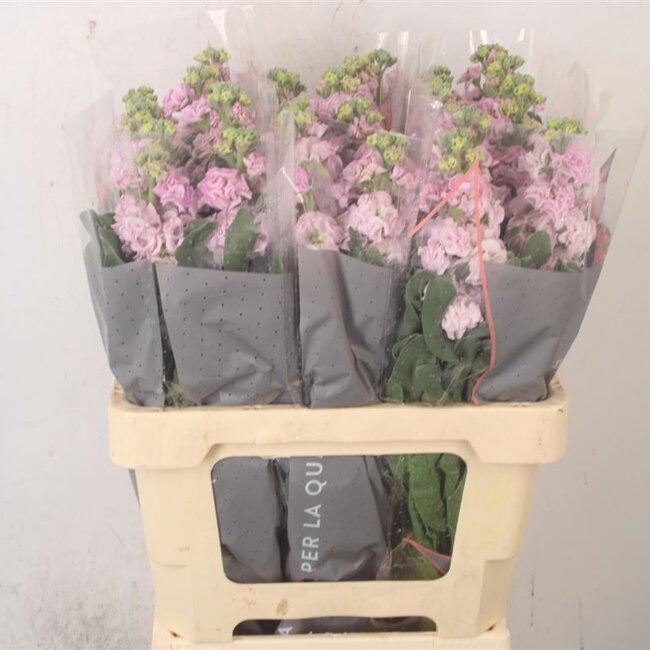 Frische Levkojen | Matthiola Incana Hellrosa | Länge ± 65 Zentimeter | Pro 10 Blumen bestellbar