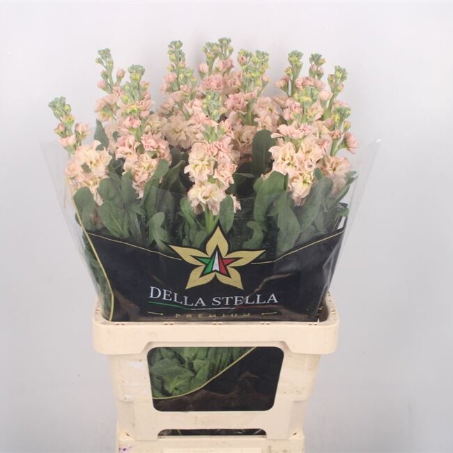 Frische Levkojen | Matthiola Incana Premium Apricot | Länge ± 65 Zentimeter | Pro 10 Blumen bestellbar