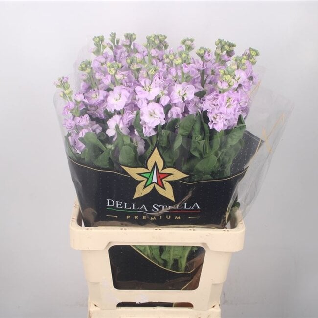Frische Levkojen | Matthiola Incana Premium Lavendel | Länge ± 65 Zentimeter | Pro 10 Blumen bestellbar
