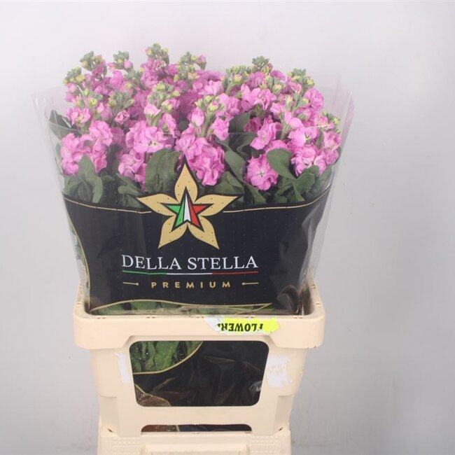 Verse Violieren | Matthiola Incana Premium Pink | Lengte ± 70 centimeter  | Per 10 bloemen te bestellen