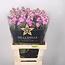 Fresh Stocks | Matthiola Incana Premium Pink | Length ± 70 centimeters | Available per 10 flowers