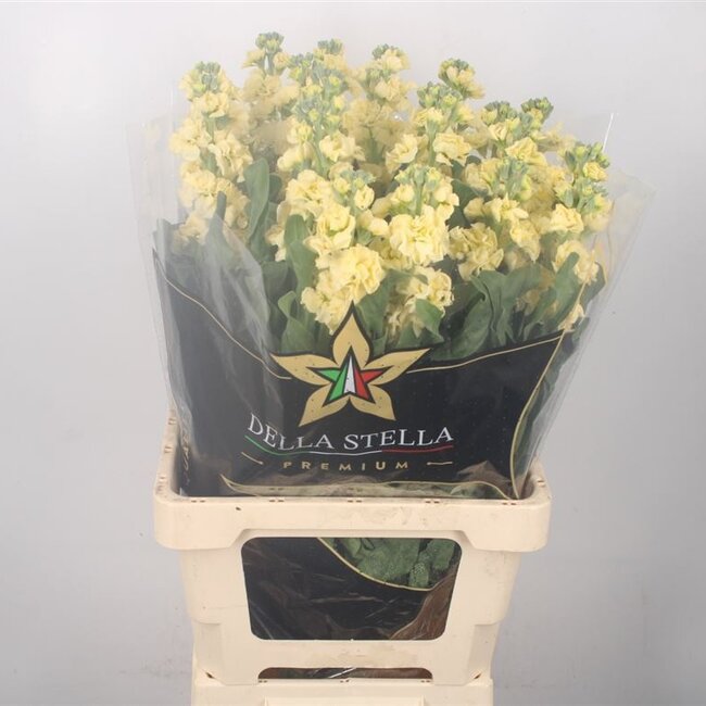 Verse Violieren | Matthiola Incana Premium Yellow | Lengte ± 70 centimeter  | Per 10 bloemen te bestellen