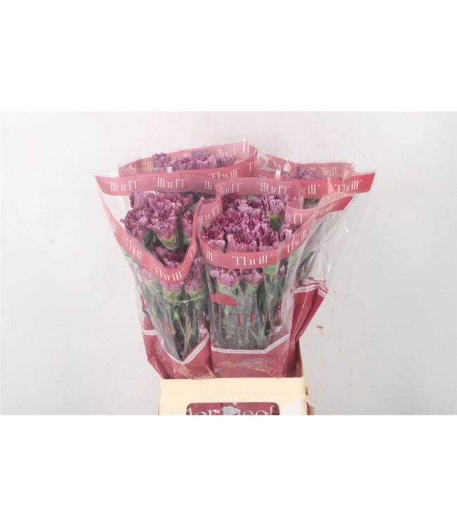 Di St Wild Thrill ( x 20 )